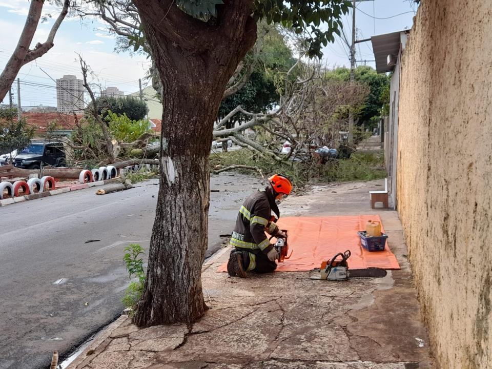 Foto 3 de 3 — Árvore cai em cima de carro após ventania em Araraquara
